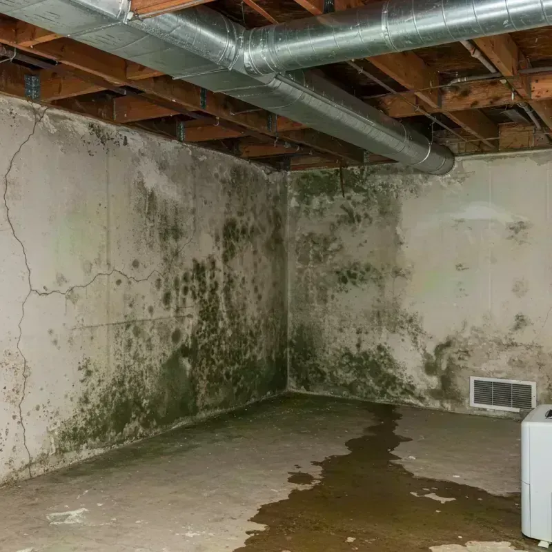 Professional Mold Removal in Coquille, OR